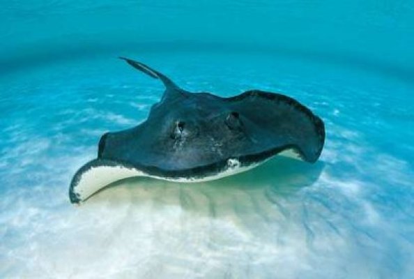 SOS: Calcanul din Marea Neagră este pe cale de dispariţie